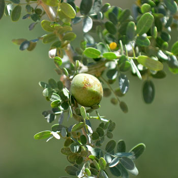 Desert Ironwood is a member of the Fabaceae or Legume Family. Fruits are dehiscent legumes with 1 or more seeds. Olneya tesota 